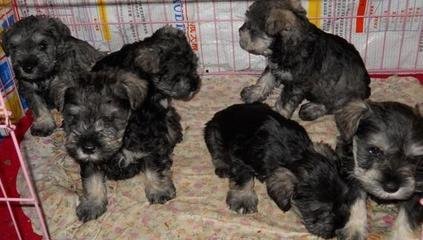 纯血统黑银色椒盐色雪纳瑞幼犬 可免费送货到家挑选