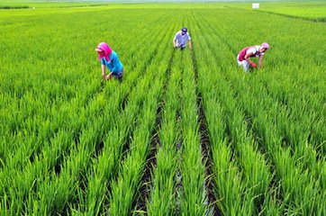 宁夏农科院专家：清除稻田残茬是防控稻水象甲的越冬成虫的关键
