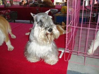 纯血统黑银色椒盐色雪纳瑞幼犬 可免费送货到家挑选