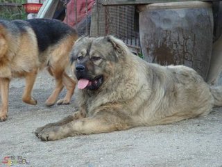 大骨架高加索 毛色好 品相佳 威武神气品质保证