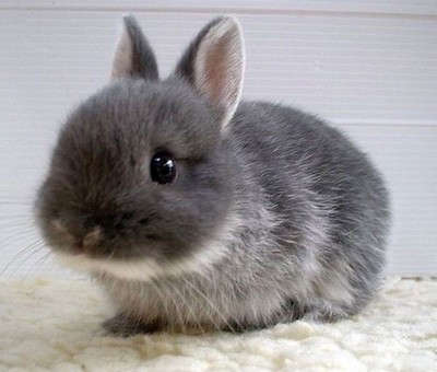 壁纸 动物 兔子 400_340