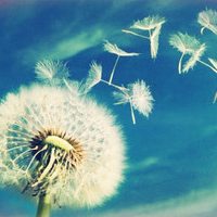 蒲公英qq头像唯美