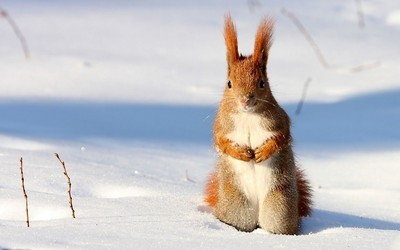 雪地松鼠壁纸