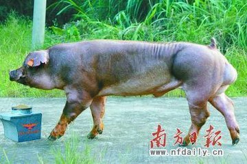 猪配种视频驴配种视频|配种_种牛配种图片_公
