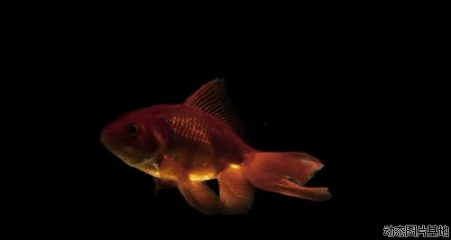 【3d金鱼动态壁纸_3d金鱼动态壁纸图片_3d金-535kb