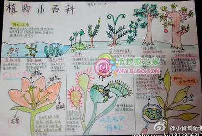 百科全书英文手抄报