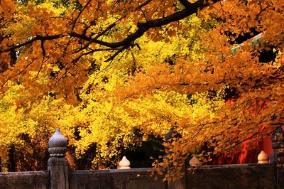 六,怀柔区红螺寺