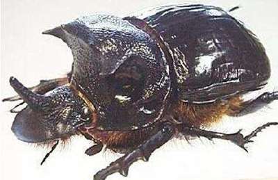 蜣螂科_蜣螂_蜣螂_西班牙蜣螂最新消息_今日