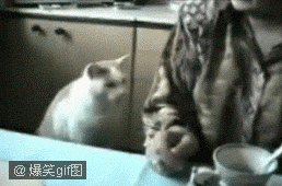 喵星人动态图 收集最全的搞笑喵星人qq表情图-625kb